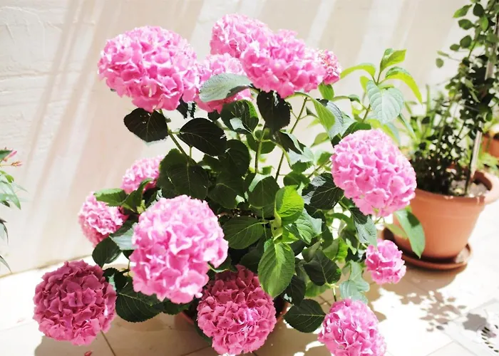 Tamarix Vinjerac