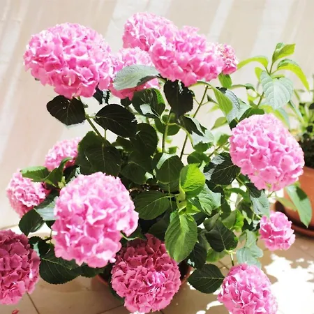 Tamarix 빈예라크